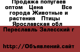 Продажа попугаев оптом › Цена ­ 500 - Все города Животные и растения » Птицы   . Ярославская обл.,Переславль-Залесский г.